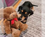 Small #5 Rottweiler Mix