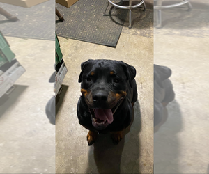 Rottweiler Puppy for sale in POLO, MO, USA