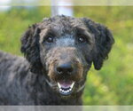 Small #4 Poodle (Standard) Mix