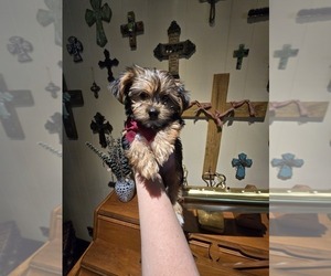 Yorkshire Terrier Puppy for Sale in CLAREMORE, Oklahoma USA