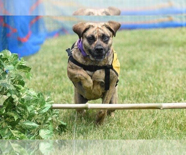 Medium Photo #6 Plott Hound-Unknown Mix Puppy For Sale in Rockaway, NJ, USA