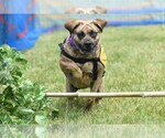 Small #5 Plott Hound Mix