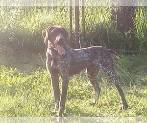 German Shorthaired Pointer Puppy for sale in Celinac, Srspka, Bosnia and Herzegovina
