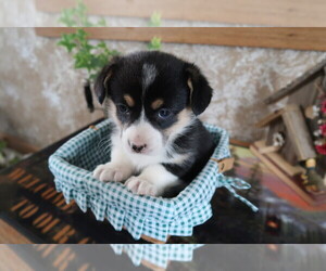 Pembroke Welsh Corgi Puppy for sale in KOKOMO, IN, USA