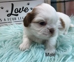 Small Photo #5 Shih Tzu Puppy For Sale in SILEX, MO, USA