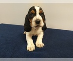 Small Photo #7 Basset Hound Puppy For Sale in SODDY DAISY, TN, USA