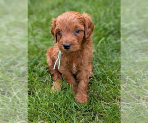 Miniature Labradoodle Puppy for sale in SYCAMORE, IL, USA