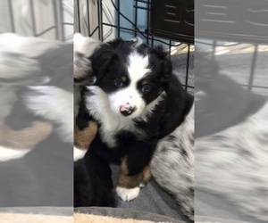 Miniature Australian Shepherd Puppy for sale in WADESBORO, NC, USA