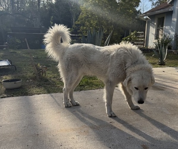 Medium Photo #1 Great Pyrenees Puppy For Sale in LOXAHATCHEE, FL, USA