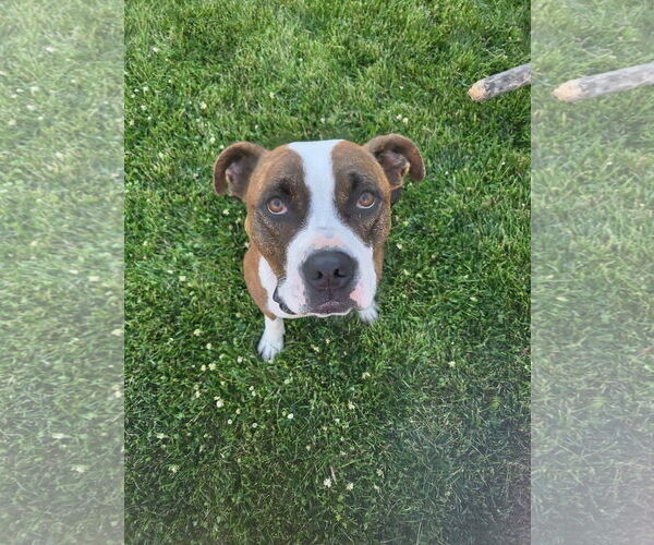 Medium Photo #18 American Pit Bull Terrier-Unknown Mix Puppy For Sale in Germantown, OH, USA