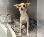 Small #2 Chihuahua
