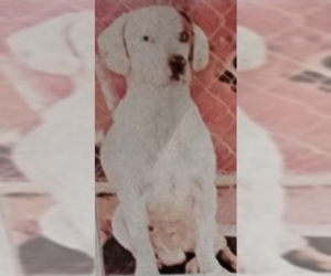Blue IV - Male Beagle-Unknown Mix Dog for Adoption - Photo #4