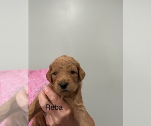 Goldendoodle (Miniature) Puppy for sale in SHERRARD, IL, USA