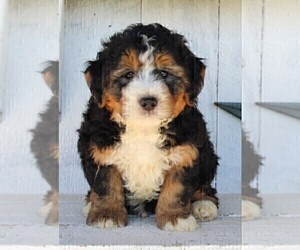 Bernedoodle (Miniature) Puppy for sale in FREDERICKSBURG, OH, USA