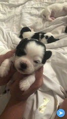 Zuchon Puppy for sale in BROOKLYN CENTER, MN, USA