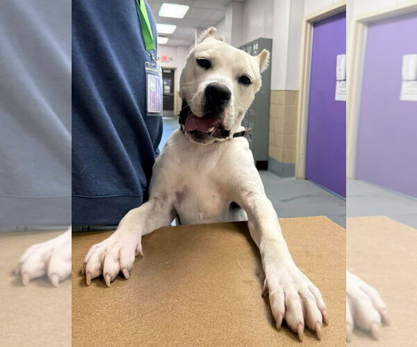 Medium Photo #3 Argentinian Mastiff-Unknown Mix Puppy For Sale in Lakewood, CO, USA