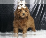 Puppy Sophie AKC Poodle (Miniature)