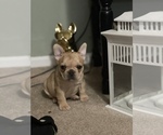 Small Photo #2 French Bulldog Puppy For Sale in MANHATTAN, KS, USA