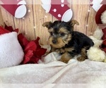 Small #7 Yorkshire Terrier