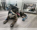 Small Photo #7 Catahoula Leopard Dog-Unknown Mix Puppy For Sale in Paso Robles, CA, USA