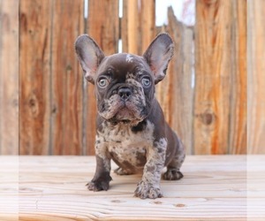 Medium French Bulldog