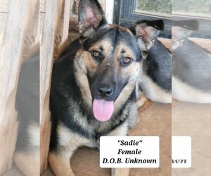 German Shepherd Dog Dogs for adoption in Scottsboro, AL, USA