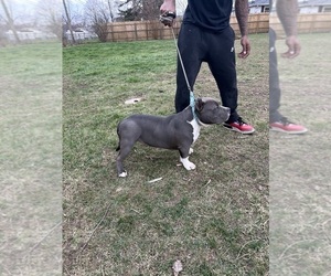 American Bully Puppy for sale in FT WAYNE, IN, USA