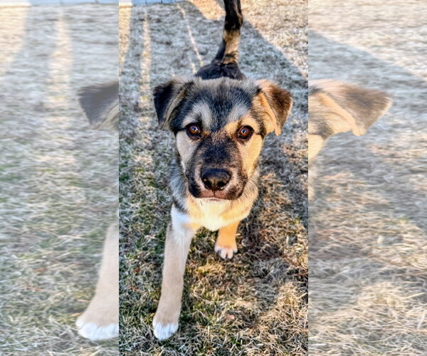 Medium Photo #4 Mutt Puppy For Sale in Cottage Grove, MN, USA