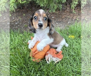 Dachshund Puppy for sale in MIDDLEBURY, IN, USA