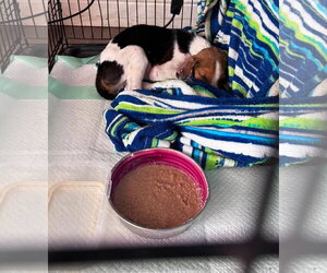 Mutt Dogs for adoption in Rustburg, VA, USA