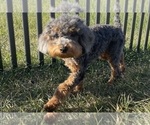 Small #2 Poodle (Toy)