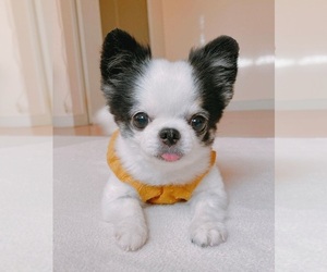 Chihuahua Puppy for sale in HIALEAH, FL, USA