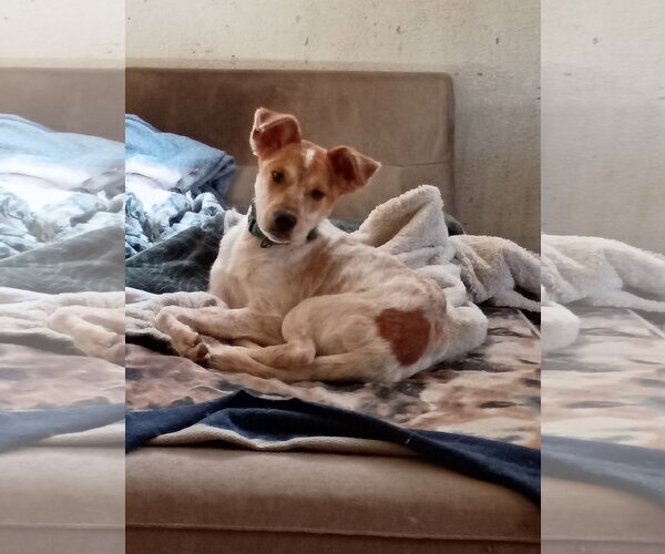 Medium Photo #1 Mutt Puppy For Sale in Pacific grove , CA, USA