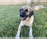 Small #3 Anatolian Shepherd