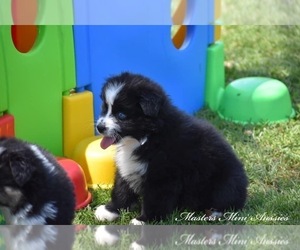 Australian Shepherd Puppy for sale in EASTON, MO, USA