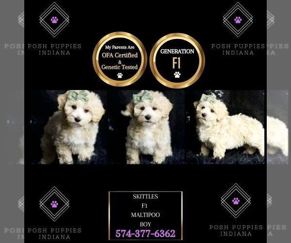 Medium Photo #8 Maltipoo (Miniature) Puppy For Sale in WARSAW, IN, USA