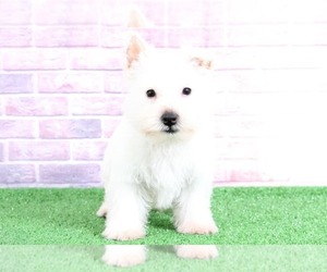 West Highland White Terrier Puppy for sale in BEL AIR, MD, USA