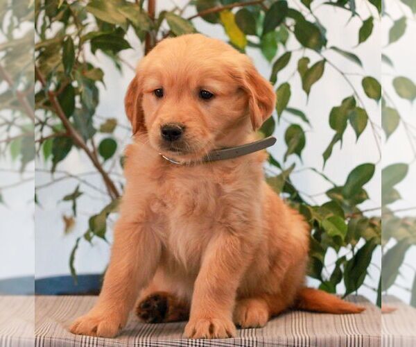 Medium Photo #2 Golden Retriever Puppy For Sale in LITITZ, PA, USA