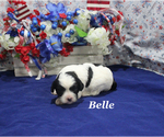 Small #2 Cavapoo