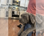 Small Photo #5 Cane Corso Puppy For Sale in RENO, NV, USA