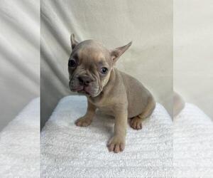French Bulldog Puppy for sale in CHARLESTON, SC, USA