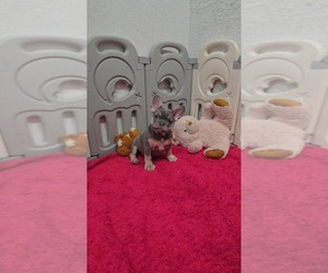 French Bulldog Puppy for sale in NORTH PORT, FL, USA