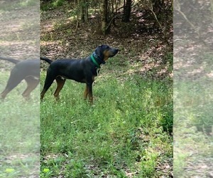 Father of the Catahoula Leopard Dog puppies born on 06/27/2019