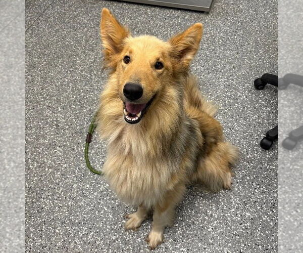 Medium Photo #2 Collie Puppy For Sale in Dublin, OH, USA
