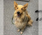 Small #1 Collie