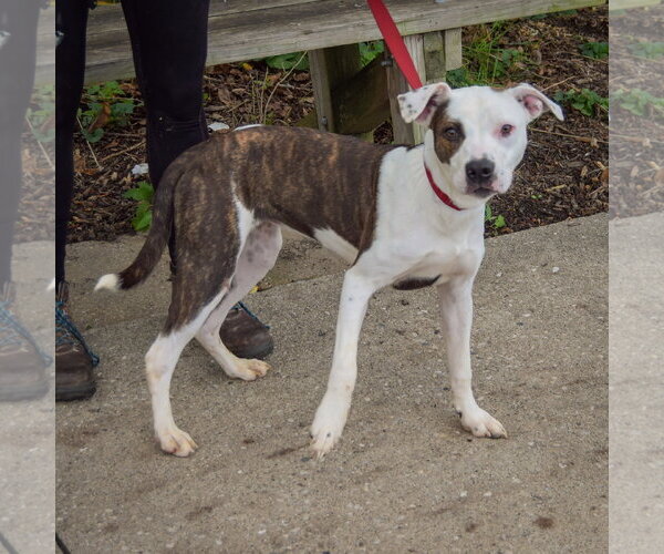 Medium Photo #2 American Staffordshire Terrier-Boxer Mix Puppy For Sale in Huntley, IL, USA