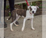 Small Photo #2 American Staffordshire Terrier-Boxer Mix Puppy For Sale in Huntley, IL, USA