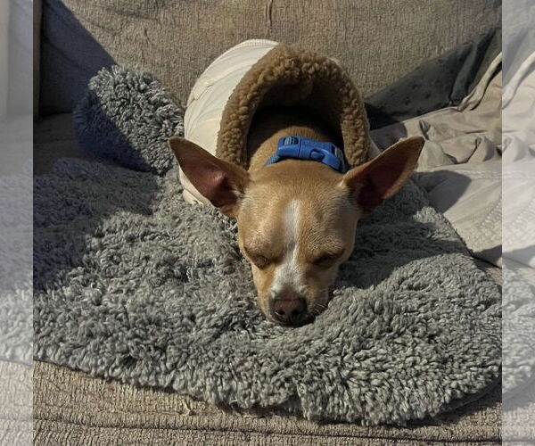 Medium Photo #9 Chihuahua-Unknown Mix Puppy For Sale in Visalia, CA, USA