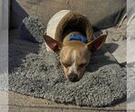 Small #8 Chihuahua Mix
