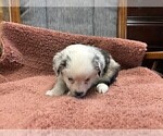 Puppy Puppy 2 Australian Shepherd